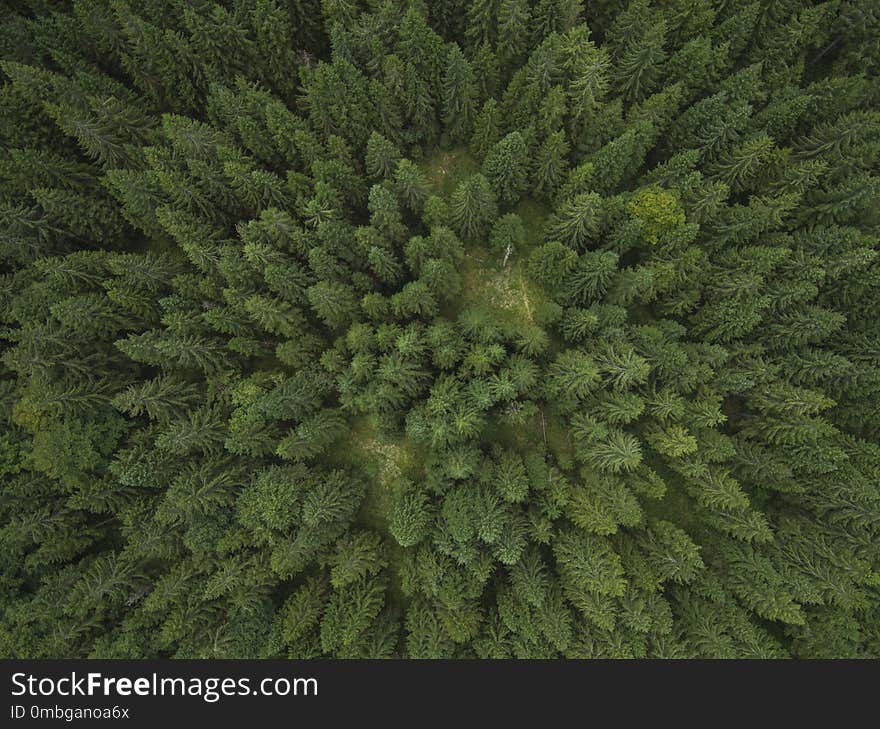 Aerial phoo of a pine forest in late summer