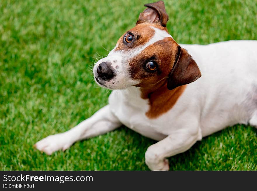 Dog sitting on green grass and looking in camera. Dog sitting on green grass and looking in camera