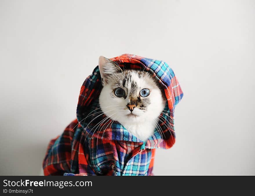 White fluffy blue-eyed cat in a plaid shirt with a hood on a light background. Close-up portrait