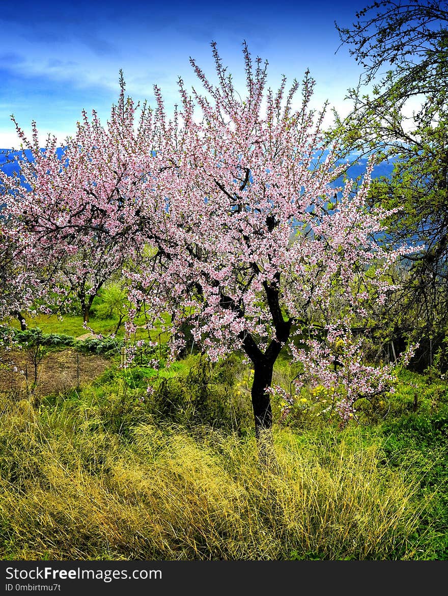 Plant, Blossom, Tree, Vegetation