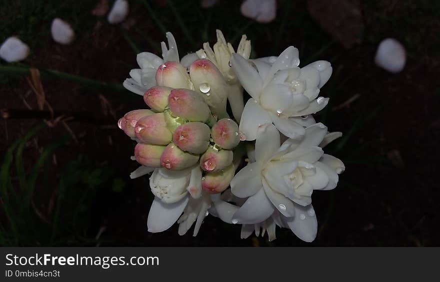 Flower, Plant, Flora, Flowering Plant