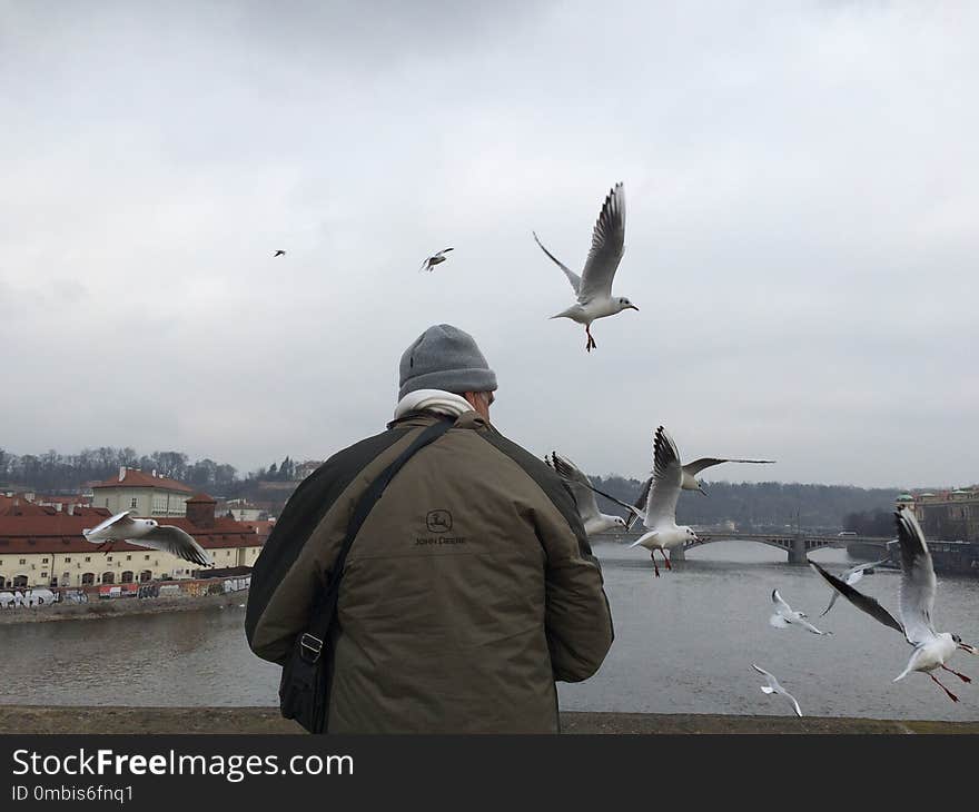 Bird, Seabird, Water, Sky