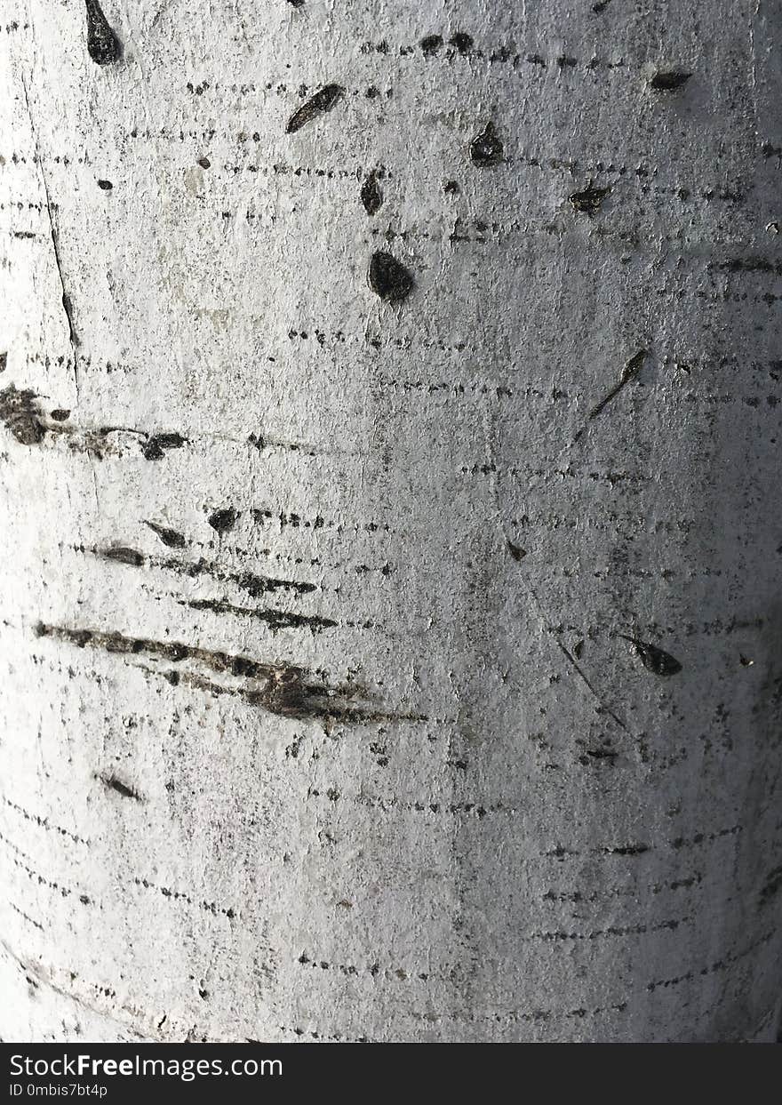 Black And White, Tree, Wood, Monochrome