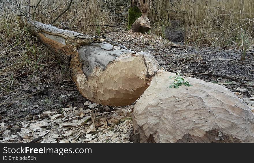 Rock, Tree, Bedrock, Boulder