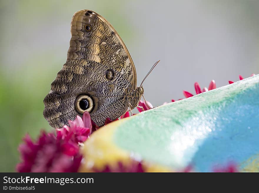 Macro of a beautiful brown butterfly on a green leaf from the si