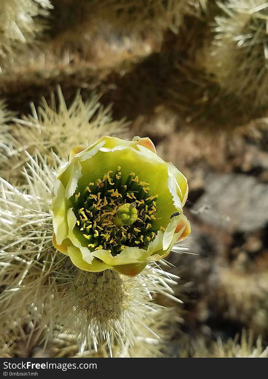 Plant, Cactus, Flora, Thorns Spines And Prickles