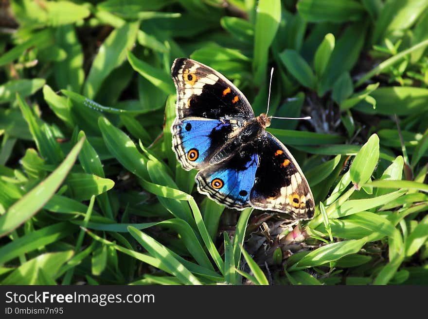 Butterfly, Moths And Butterflies, Insect, Brush Footed Butterfly