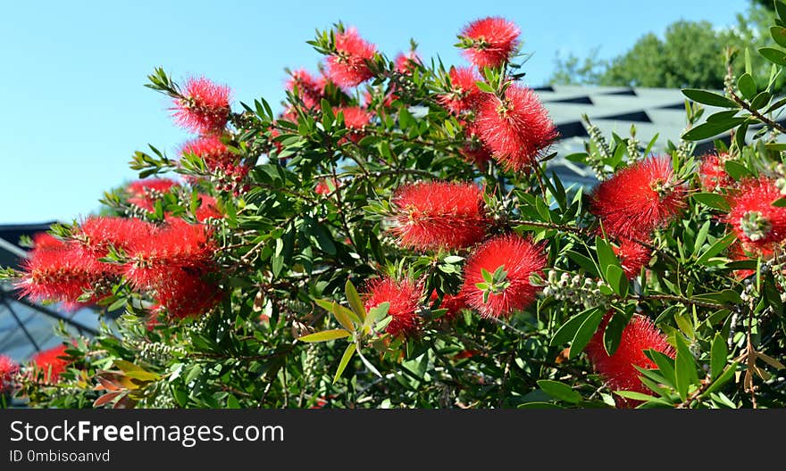 Plant, Rambutan, Flower, Vegetation