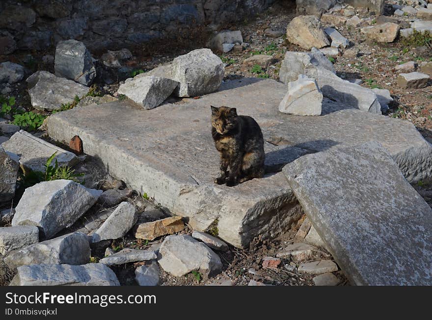 Fauna, Rock, Wildlife, Landscape