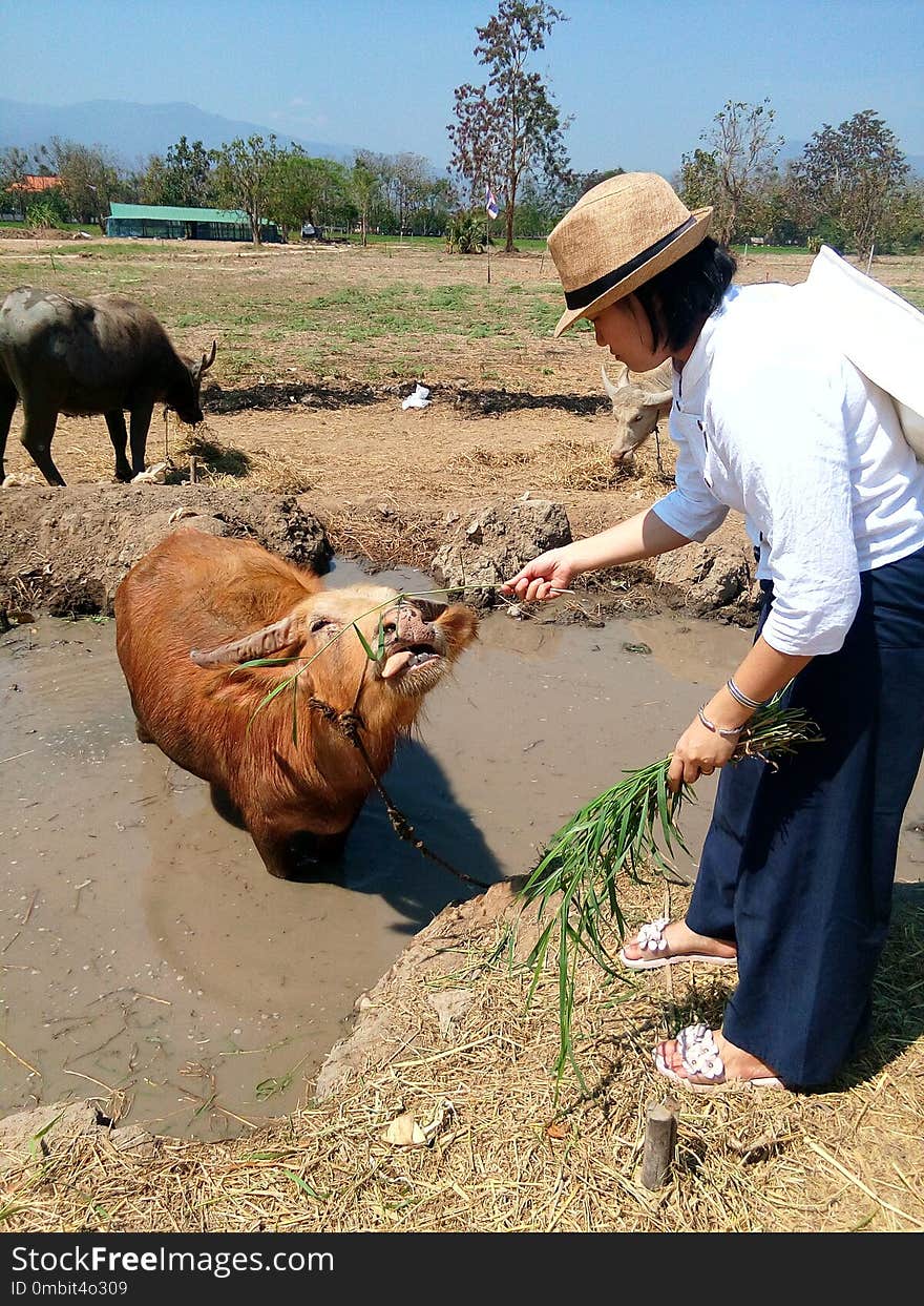 Soil, Livestock, Sand, Plant