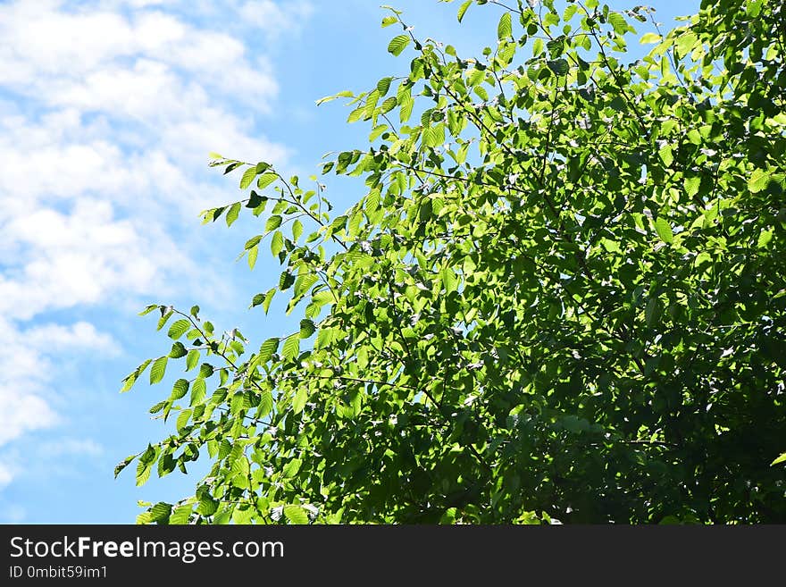 Tree, Sky, Leaf, Branch