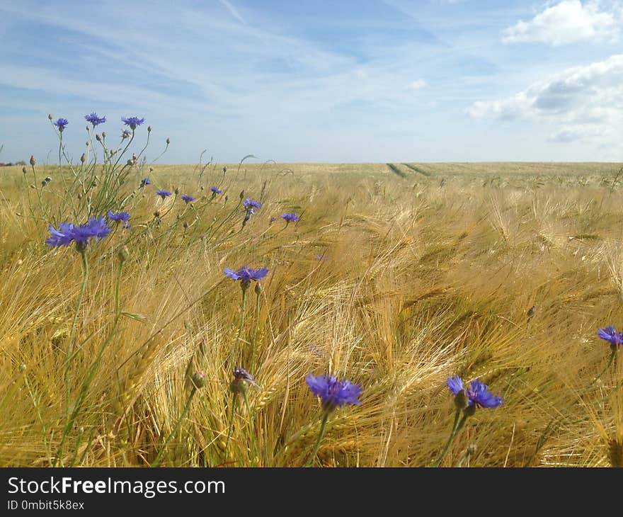 Grassland, Ecosystem, Prairie, Steppe