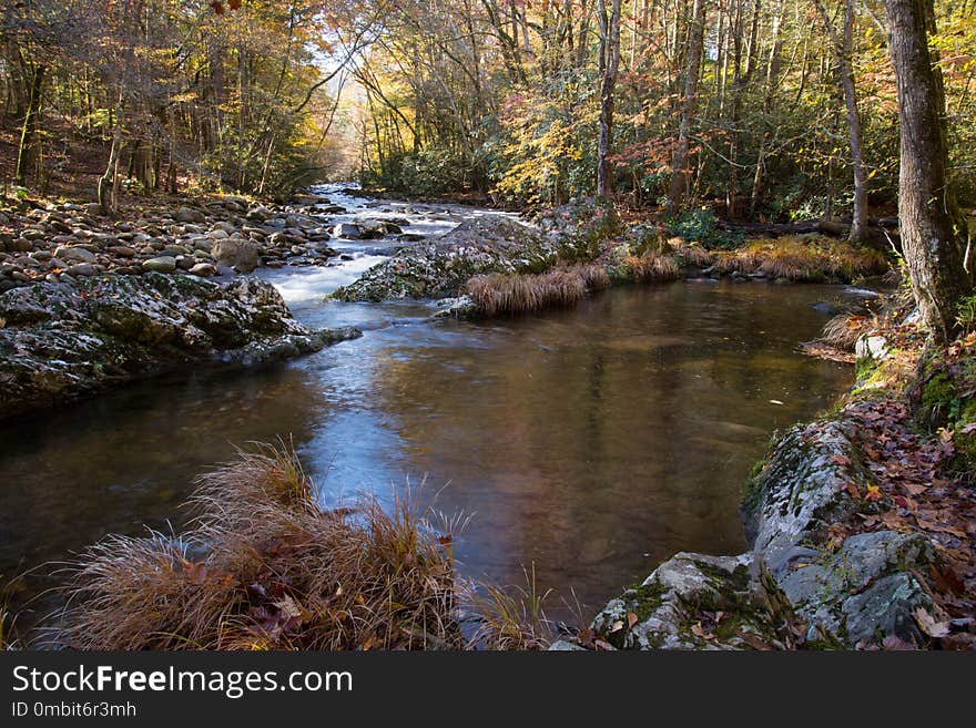 Stream, Water, Nature, Creek