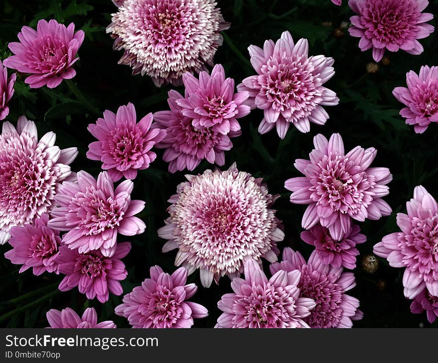 Flower, Purple, Pink, Violet