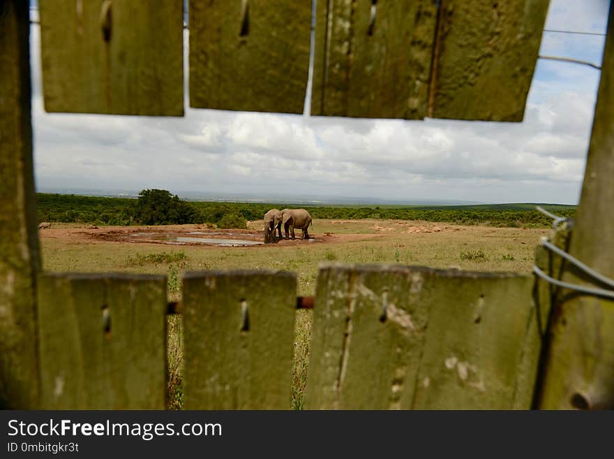 Grass, Wood, Wildlife, Landscape