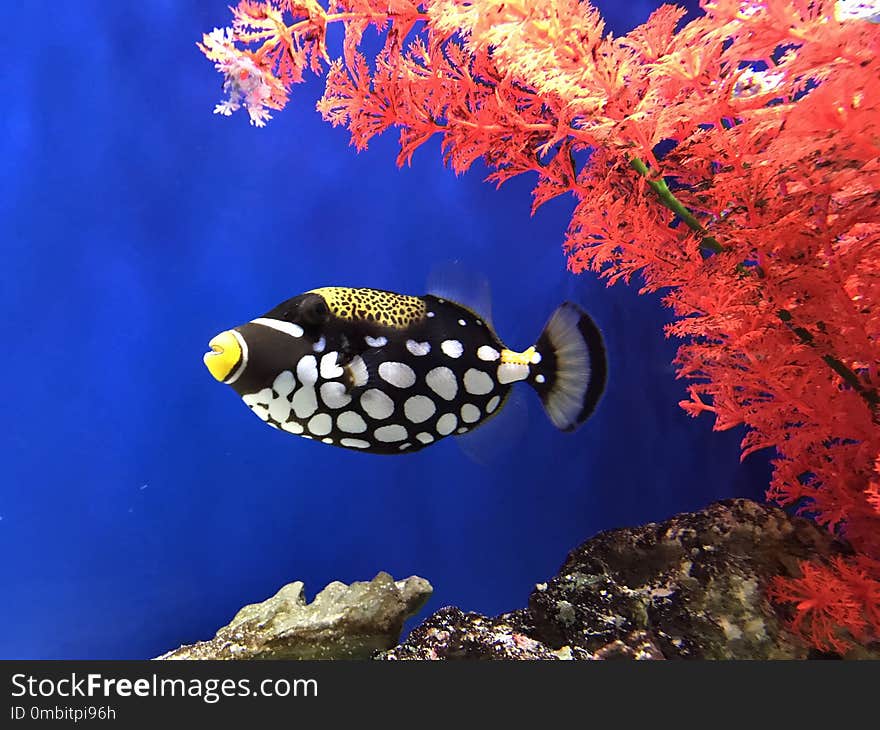 Marine Biology, Fish, Coral Reef Fish, Coral Reef