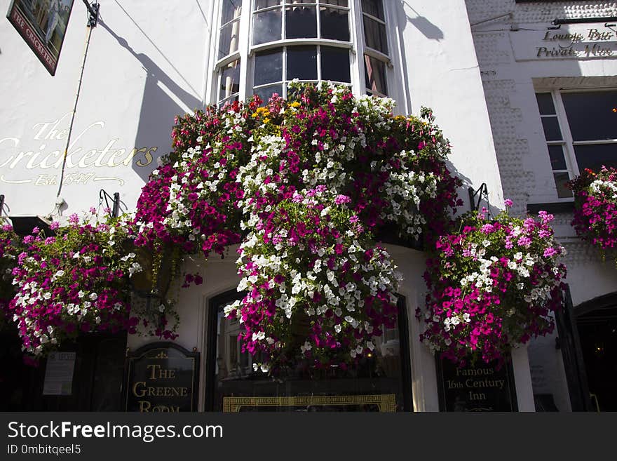 Flower, Plant, Flowering Plant, Flora