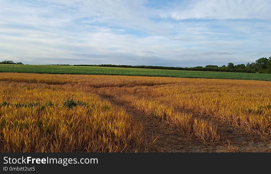 Field, Crop, Plain, Prairie