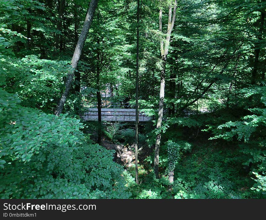 Vegetation, Ecosystem, Nature, Nature Reserve