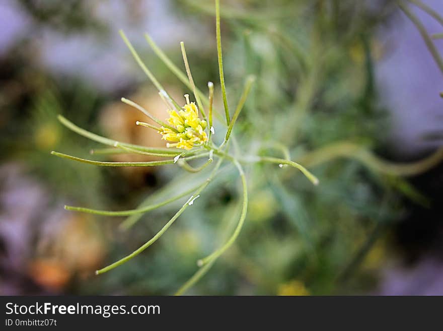 Flora, Close Up, Plant, Flower