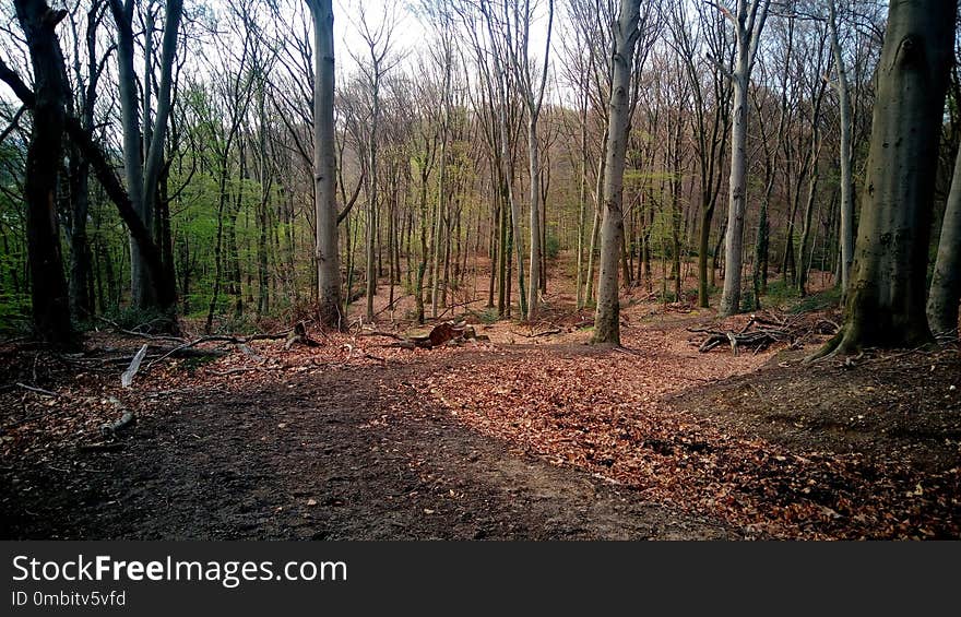 Woodland, Path, Forest, Tree