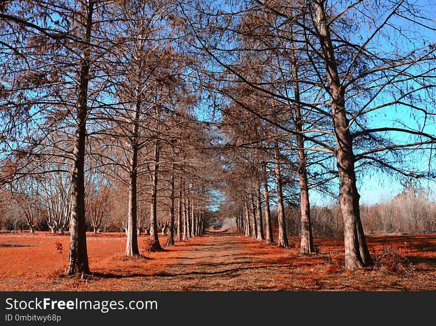 Tree, Nature, Path, Ecosystem