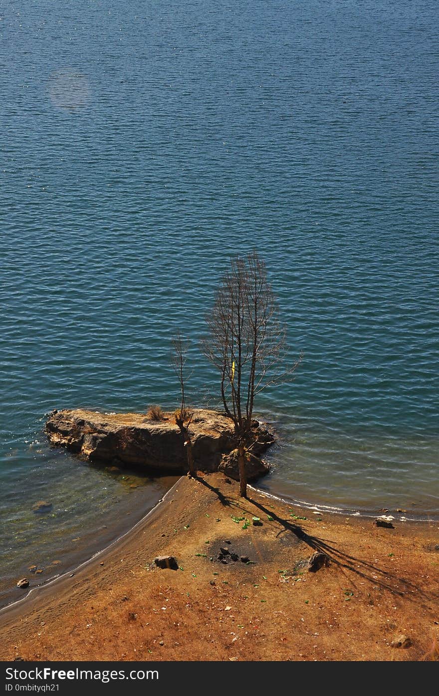 Sea, Shore, Water, Tree