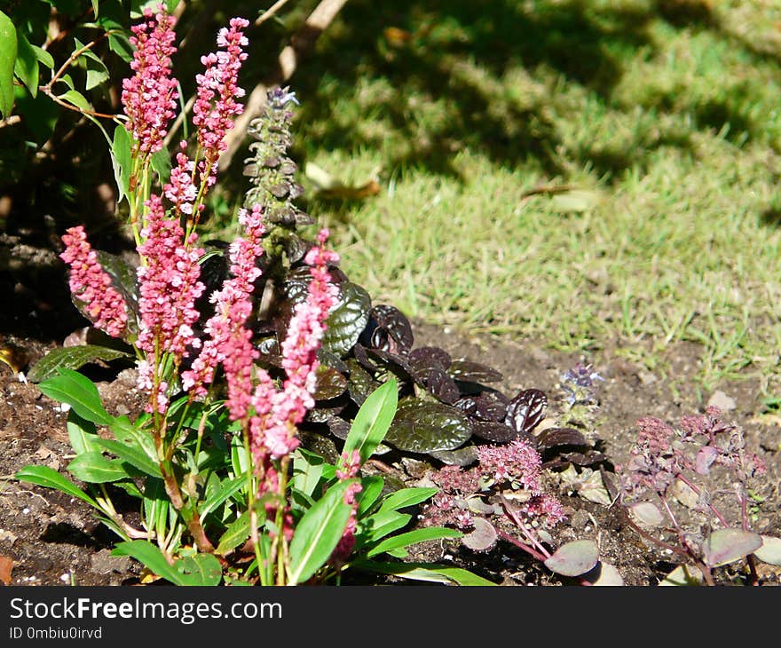 Plant, Flora, Flower, Broomrape