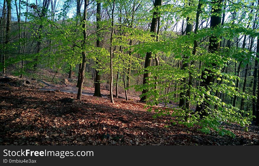 Ecosystem, Woodland, Vegetation, Forest