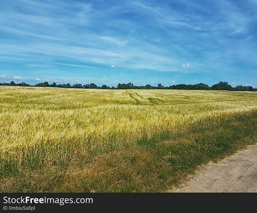 Grassland, Ecosystem, Prairie, Sky