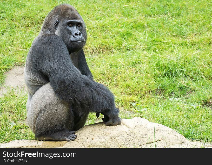 Great Ape, Western Gorilla, Fauna, Primate