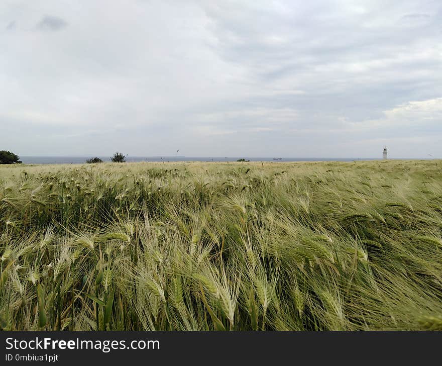 Ecosystem, Grassland, Field, Crop