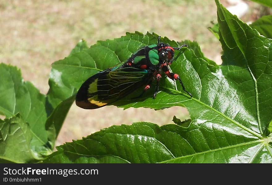 Insect, Leaf, Invertebrate, Butterfly