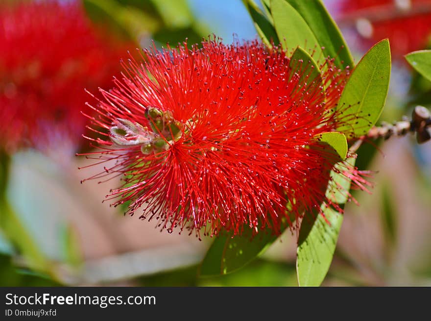 Flora, Flower, Syzygium Malaccense, Plant