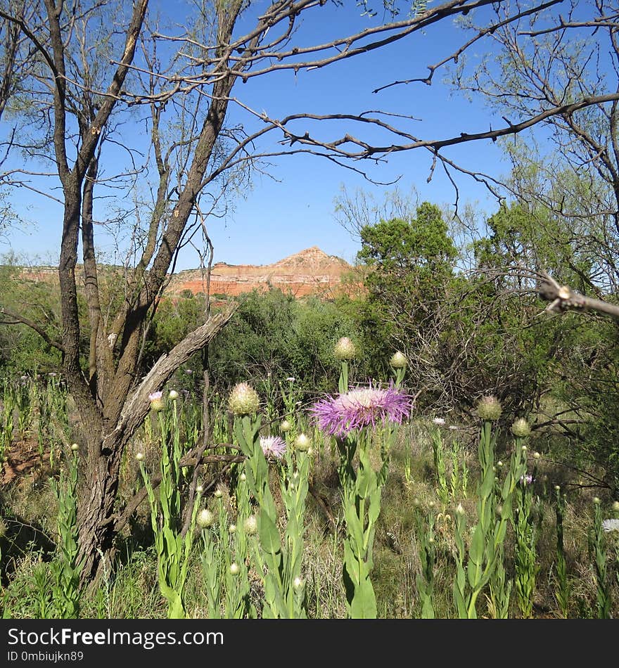 Vegetation, Ecosystem, Plant, Nature Reserve