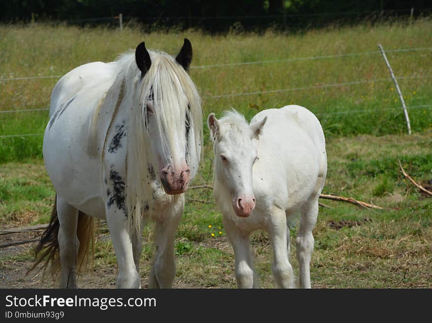 Horse, Pasture, Horse Like Mammal, Mare