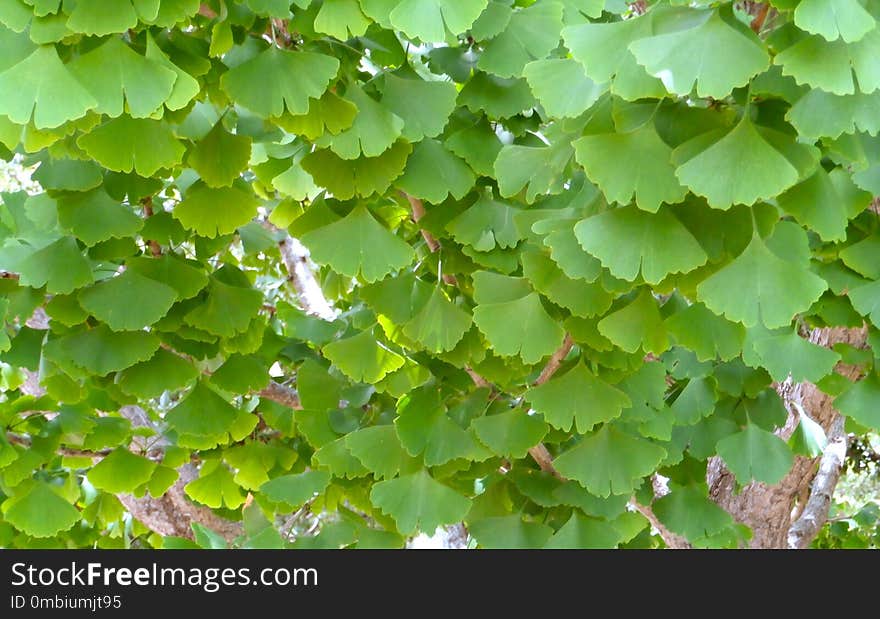 Leaf, Vegetation, Grapevine Family, Tree