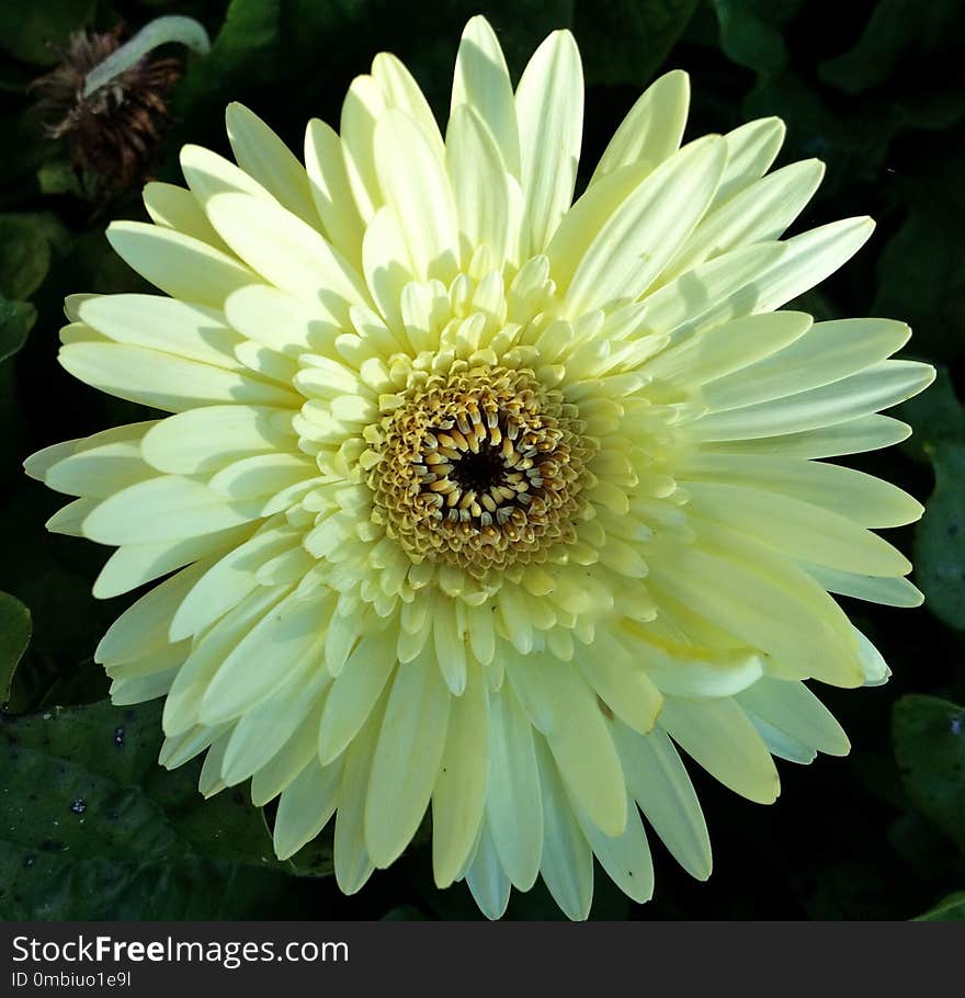 Flower, Yellow, Plant, Flowering Plant