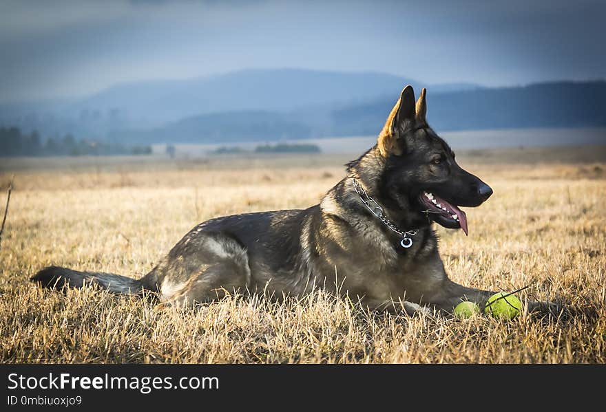 Dog, Dog Breed, Dog Like Mammal, Kunming Wolfdog