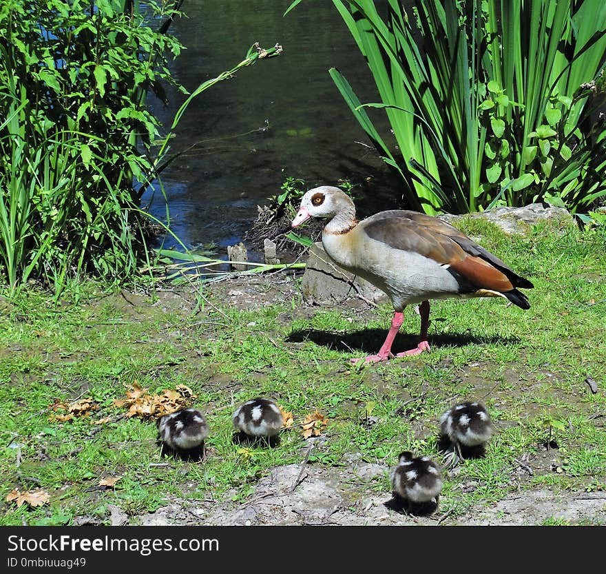 Bird, Ecosystem, Fauna, Water Bird