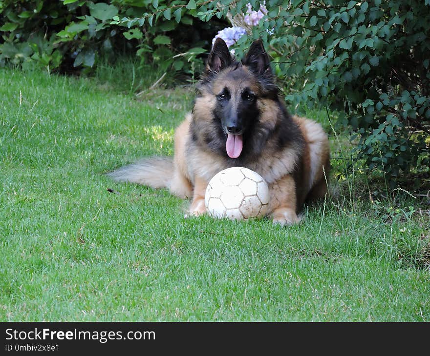 Dog, Old German Shepherd Dog, Dog Like Mammal, Tervuren