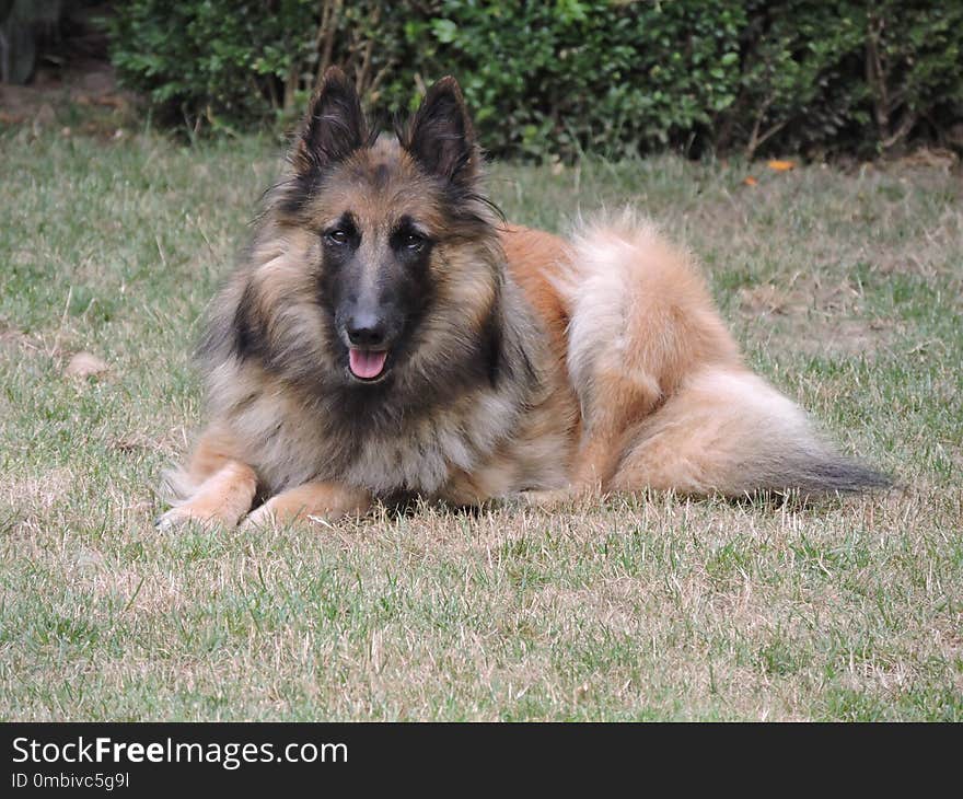 Dog, Old German Shepherd Dog, Dog Like Mammal, Dog Breed