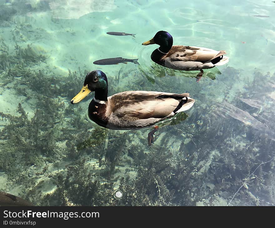 Duck, Water, Bird, Fauna