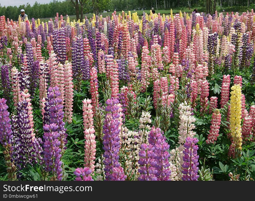 Plant, Flower, Flowering Plant, Lupin