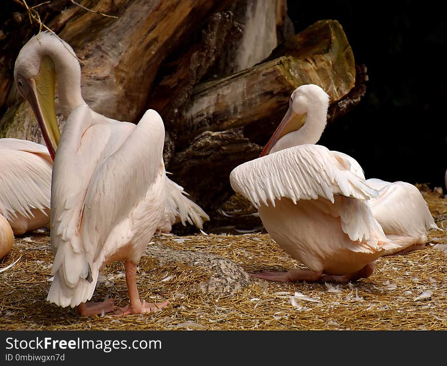 Pelican, Fauna, Beak, Seabird