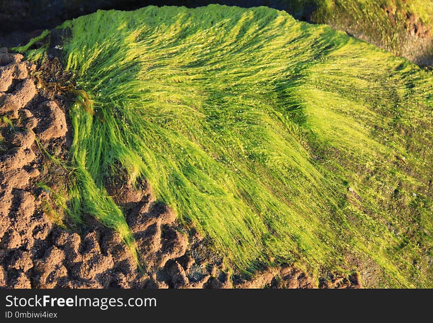 Vegetation, Grass, Grass Family, Green Algae