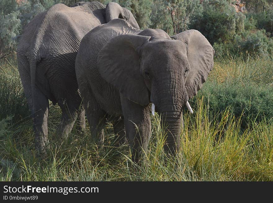 Elephant, Elephants And Mammoths, Wildlife, Terrestrial Animal