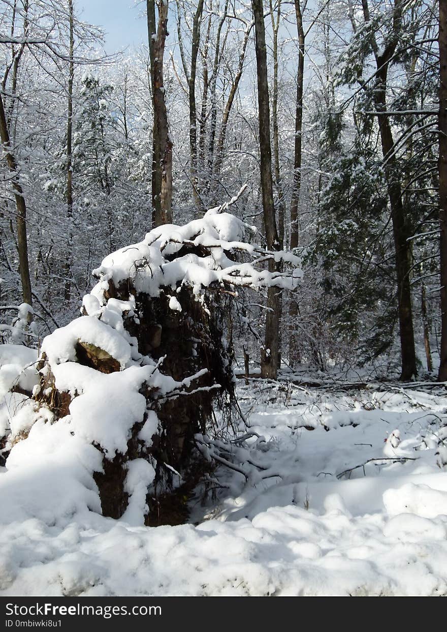 Snow, Winter, Tree, Freezing