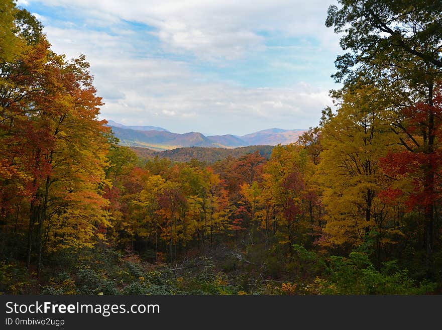 Nature, Leaf, Ecosystem, Wilderness