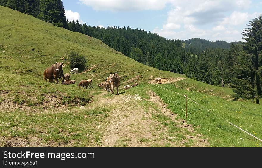 Pasture, Mountainous Landforms, Nature Reserve, Mountain